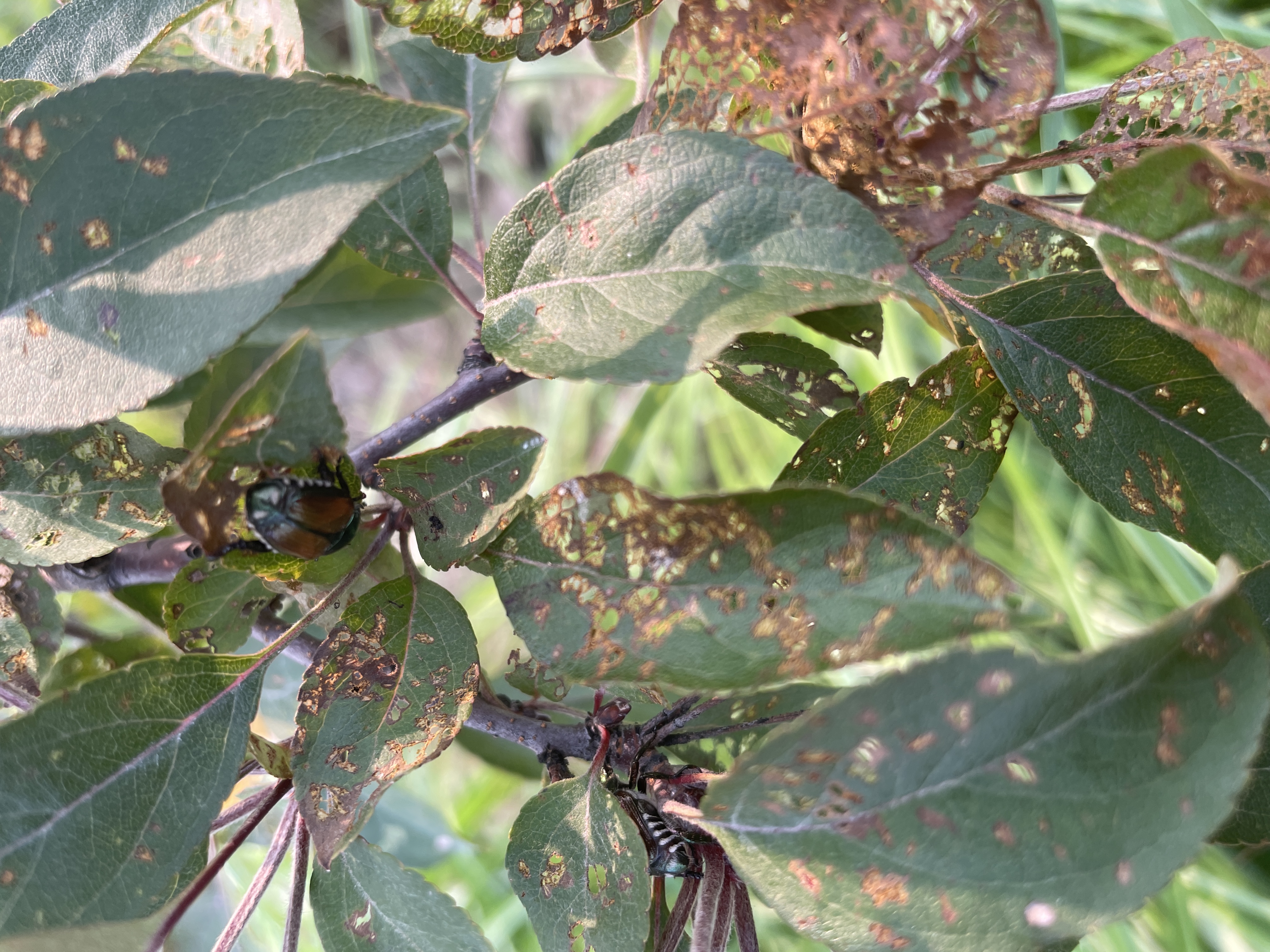 Japanese beetles on apple fruit and limbs.